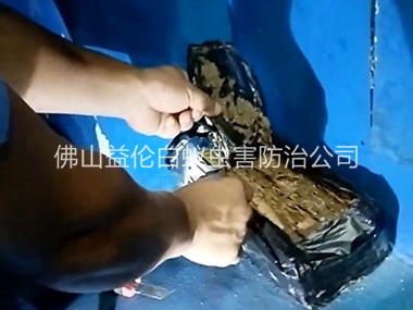 三水白蚁侵害防治工程